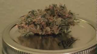 Medical Marijuana Review: G-13 - Purple Haze 56 Days (8 Weeks)