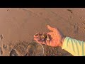 How to catch Sandfleas using a rake, a kitchen strainer, your hands and a PCV rod holder.