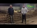 Rearing Triplet Lambs in Co. Wexford