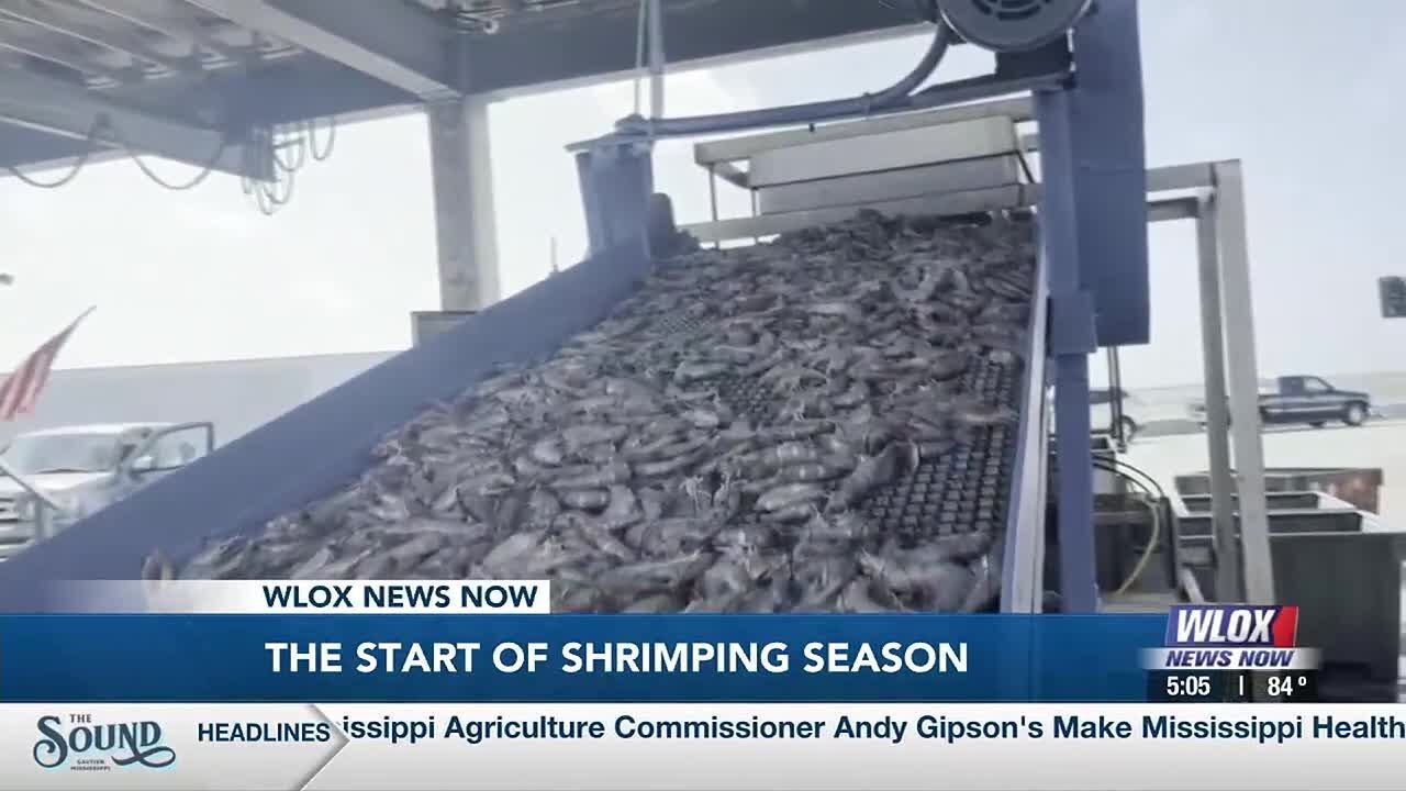 Boaters take to the water as Mississippi shrimp season opens