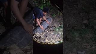 It Looks Like There Is A Wild Animal In The Wood