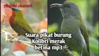 Suara pikat burung Kolibri merak betina mp3