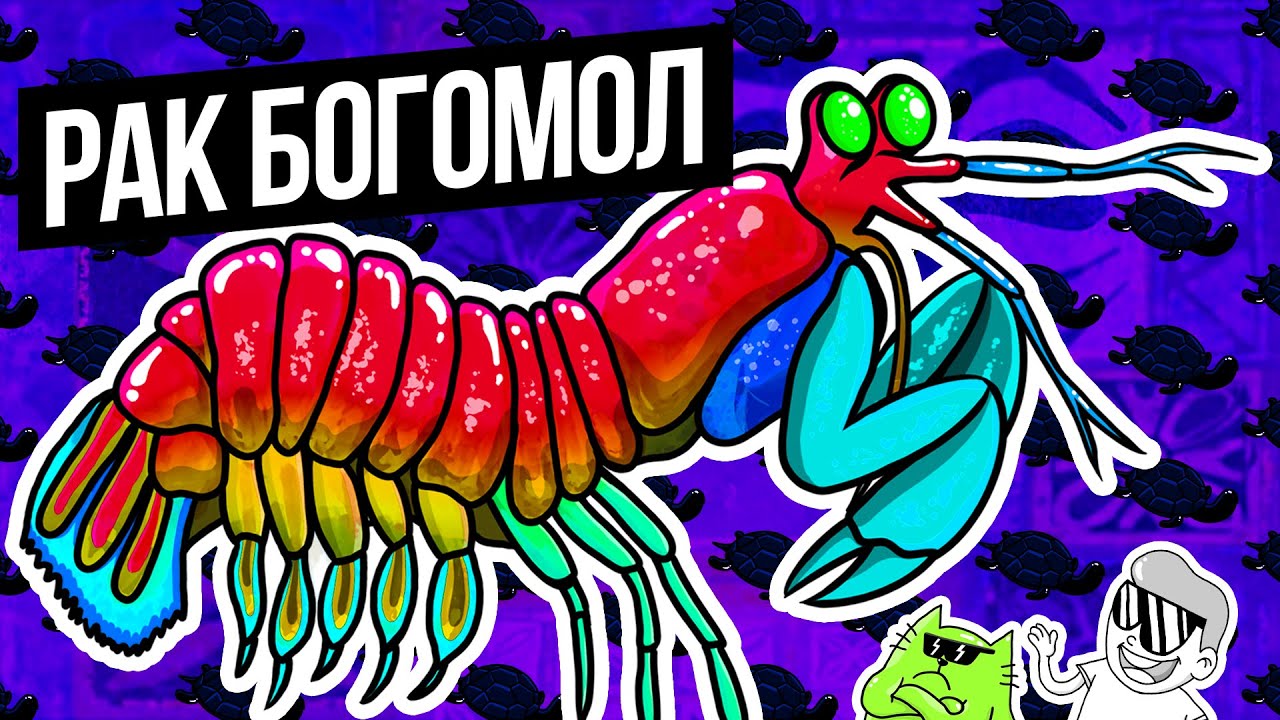 РАК БОГОМОЛ - Самый опасный рак в мире! - ВАУМАШИН (анимация) - YouTube