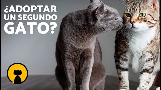 10 VENTAJAS y DESVENTAJAS de tener DOS GATOS  | ¿Cómo saber si ADOPTAR a otro GATO?