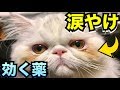 猫や犬の涙ヤケに効く薬を簡単に手作りできるので教えます！