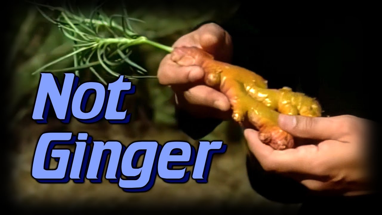 The 10 Uses of Leola Root - YouTube