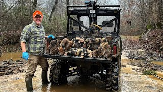 Trapping wild hog sounders deep in the river bottom. (Flood warning)