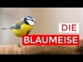 Blaumeise Steckbrief | Aussehen, Gesang, Nahrung und mehr