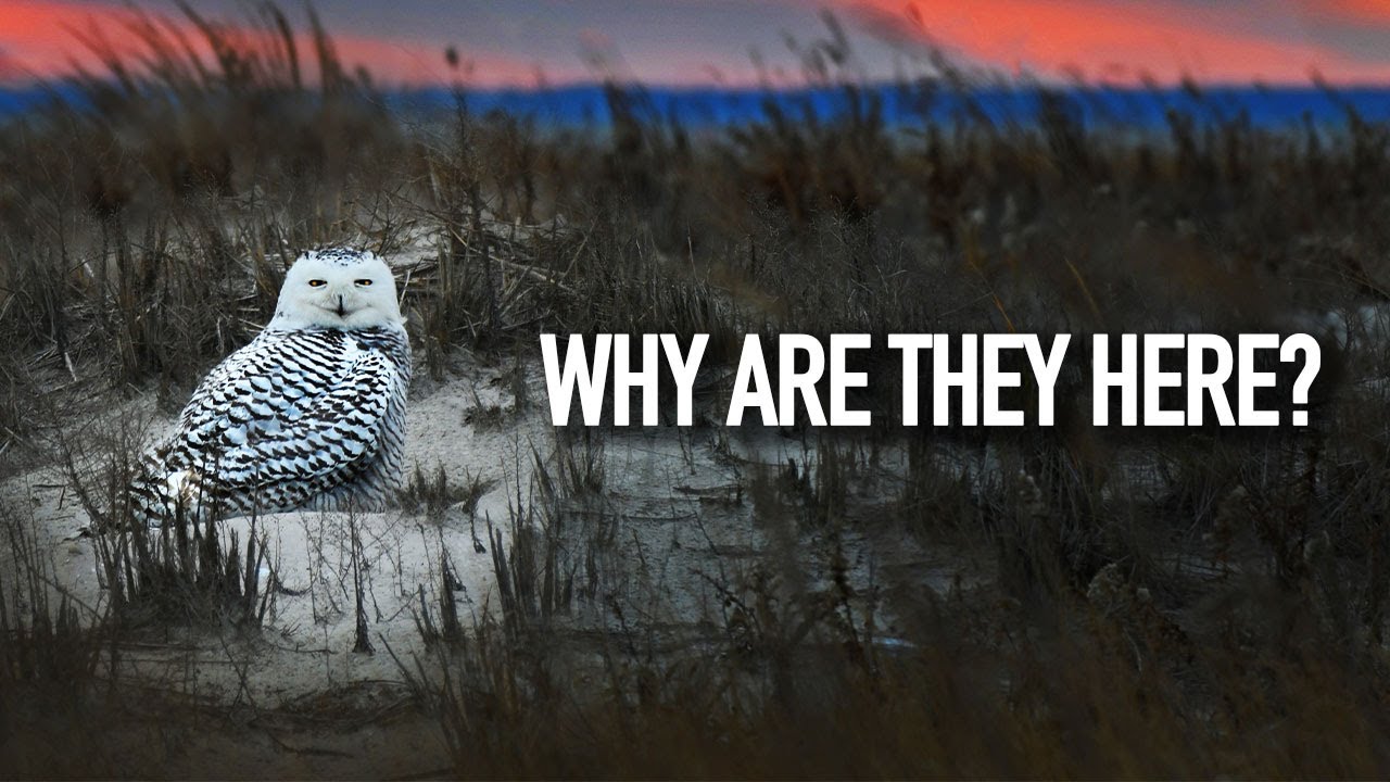 Walking Frozen Beaches of New Jersey for Snowy Owls!