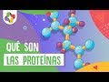 Introducción a las proteínas - Biología - Educatina