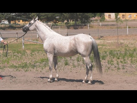 Videó: Arab ló: fotó, jellemzők