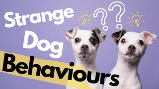 10 Strangest Dog Behaviors Explained: Understand Your Dog Better
