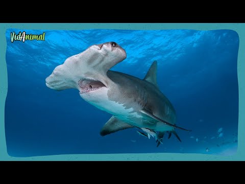 Video: ¿Son peligrosos los tiburones martillo?