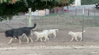 Training Livestock Guardian Dogs - The Black Alder Pups - Days 3-6 by Benson Ranch Livestock Guardian Dog Training 174 views 7 months ago 7 minutes, 45 seconds