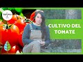 Cómo cultivar TOMATES con éxito 🍅 (Tipos y Cuidados)