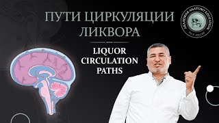 Пути циркуляции ликвора  Liquor circulation paths 1