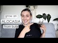 GROWING ALOCASIA POLLY FROM BULBS