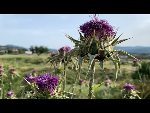 Video: Karaçalı Tohumu Hasadı - Dikim için Karaçalı Tohumu Nasıl Toplanır