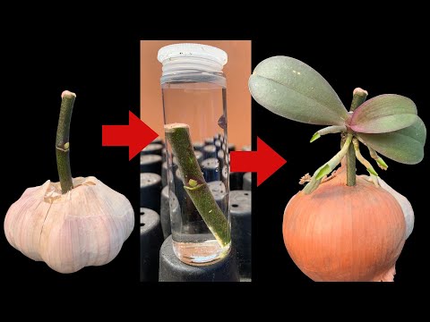 Видео: Сармисны ургамал үржүүлэх - Сармисны булцуу, хумсыг хэрхэн үржүүлэх талаар сурах