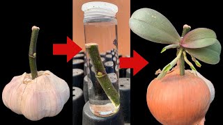Do this now and your orchid will sprout and flower all year round | Use only garlic