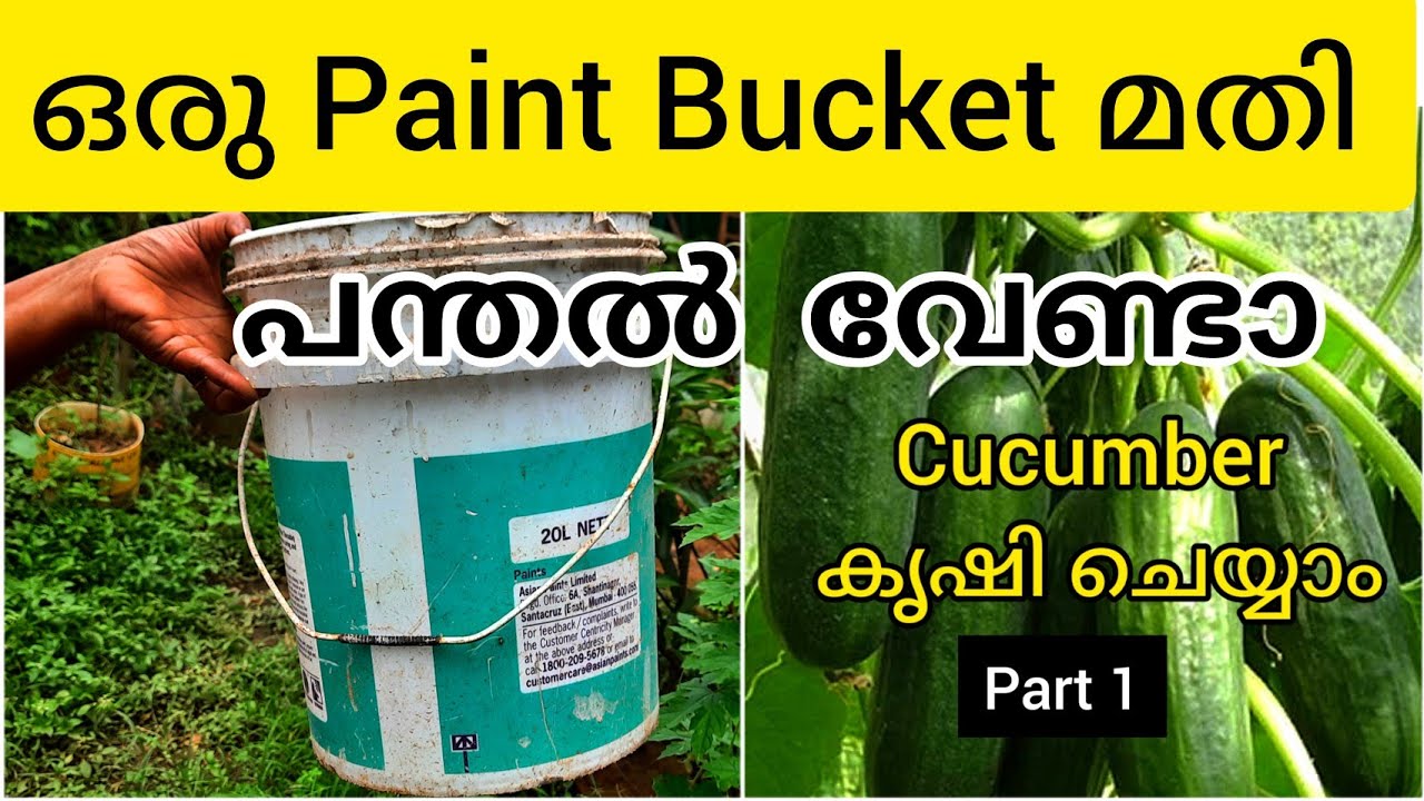 ഇനി പന്തൽ വേണ്ടാ എങ്ങോട്ട് വേണമെങ്കിലും മാറ്റിവെക്കാം|salad cucumber|പുതിയ രീതി|