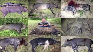6.5 Creedmoor - Hammer Of The Hogs Hunt Berger Vldh