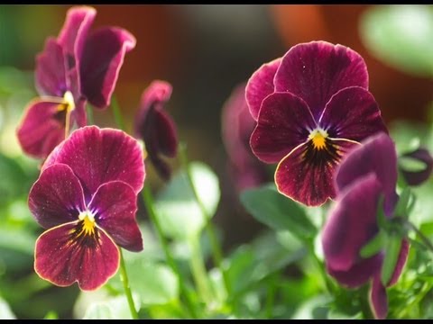 Vidéo: Quand les pensées fleurissent - Les pensées fleurissent-elles en été ou en hiver