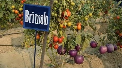 Brinjals & Tomatoes in one plant