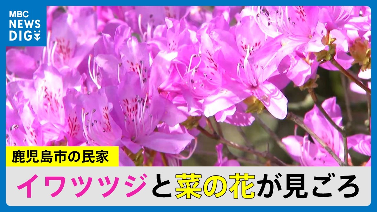 100 Rhododendrons in 60 Years: 