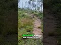 Guard Dogs: What They Can Hunt &amp; What They Can't #shorts