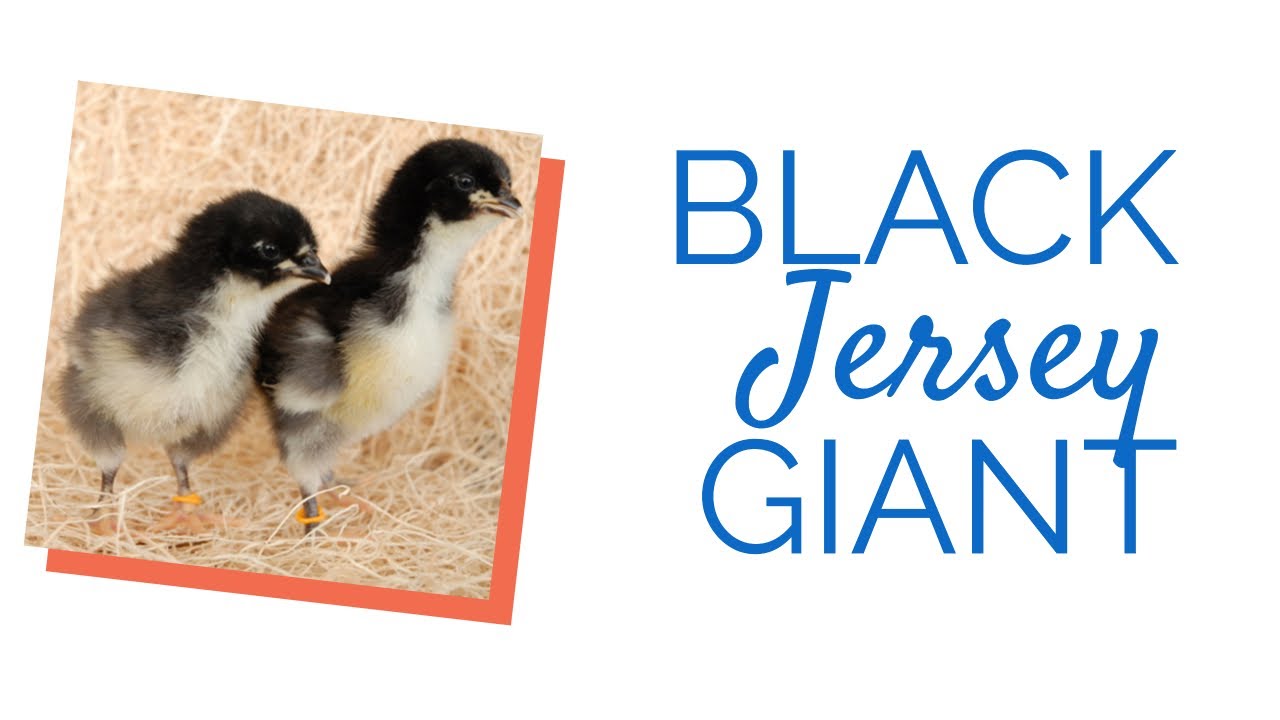 black giant chicks