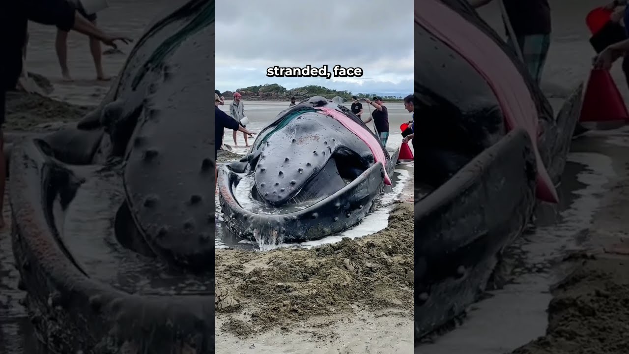 Beached Whales The Struggle To Return Sea