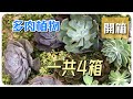 【威霖TV】憋了一整個夏天，終於有賣了-多肉植物開箱/第….不知道第幾集了 哈哈😂