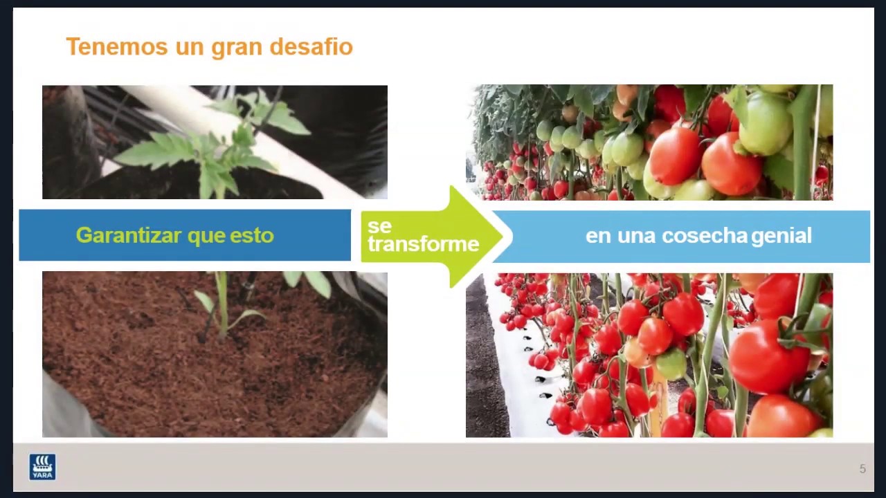 GT - Manejo de la nutrición en tomate y chile