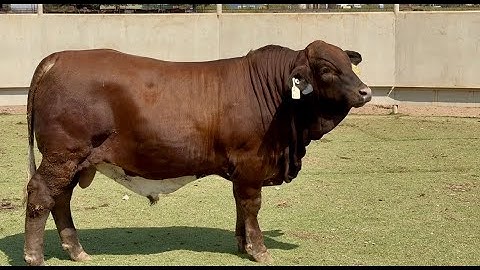 J&J Cattle Co: Lot #57405 Registered Beefmaster Bull