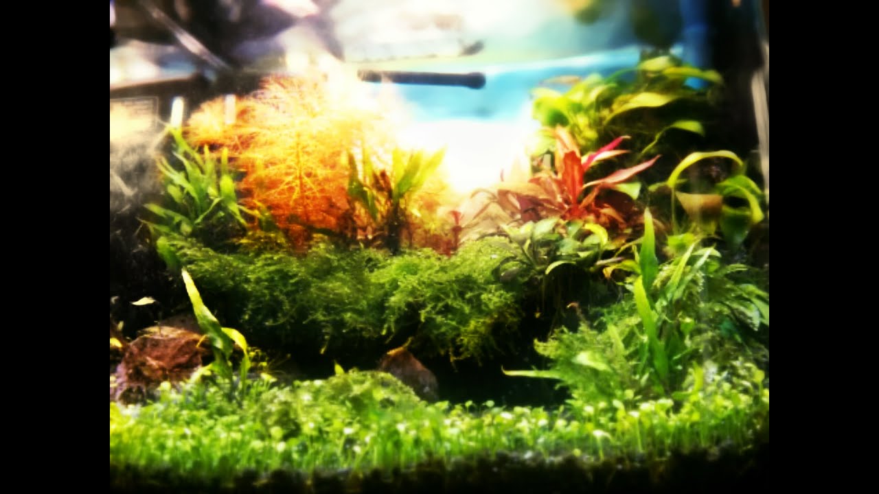 Aquascaping, planted fish tank, 25 litres high tech nano