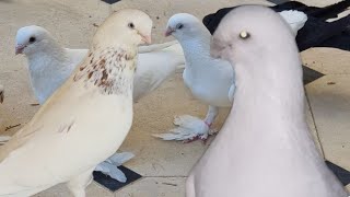 Голуби!Бухарские Бойные голуби,От Азим ака,Pigeons!Bukhara Slaughterhouse Pigeons, From Azim!!!