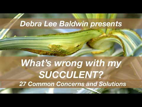 วีดีโอ: Agave Snout Weevil Control - ข้อมูลเกี่ยวกับความเสียหายของ Snout Weevil ของ Agave & Yucca