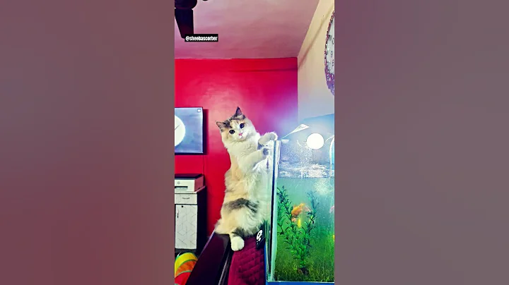 Video 8400541: calico persian, persian cutecat, clean persian