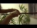 como realizar un bambu