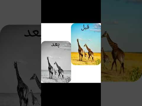 تحويل الصور من الوان الى ابيض و اسود
