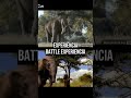 mamut colombino y palaeoloxodon namadicus vs deinotherium