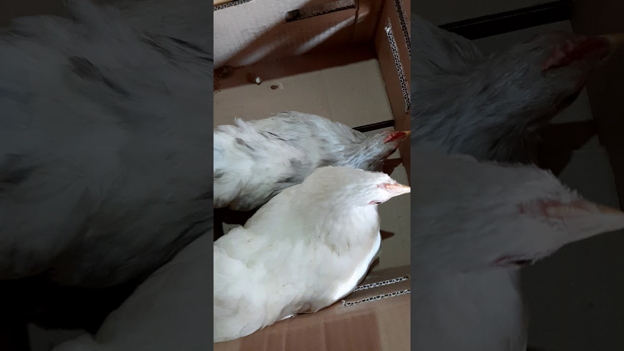 Ayam Cochin (Bantam Cochin) 