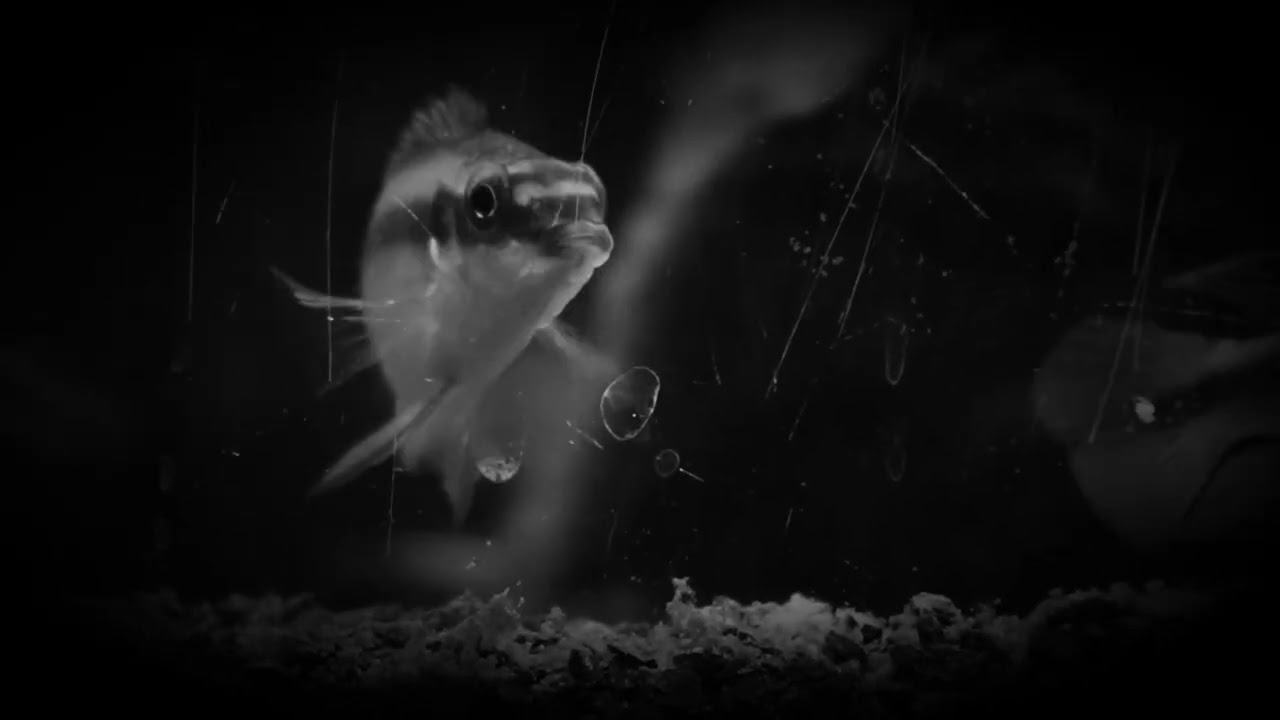 Fishies under investigation