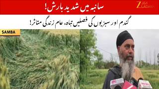 Heavy Rain Destroys Wheat & Vegetable Crops in Samba! Life Disrupted | JammuKashmir