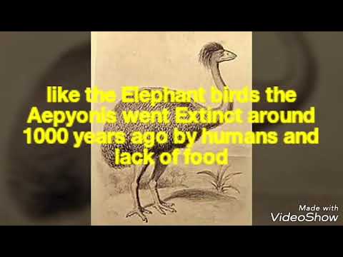 top-10-extinct-birds-species