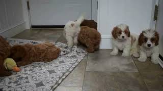 Cavapoo Puppies For Sale