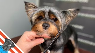 Exemplary Yorkie Grooming | A Beautiful Transformation