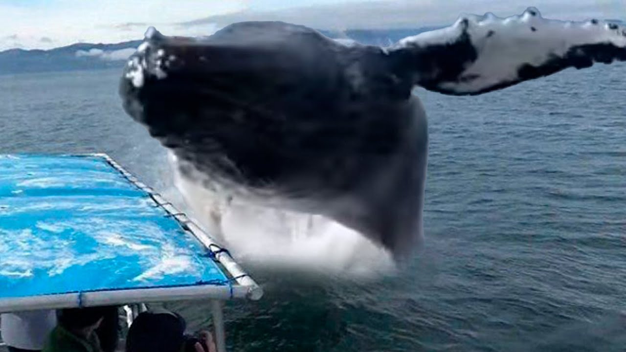 INCRÍVEL – BALEIA GIGANTESCA SALTA EM CIMA DO BARCO DE PESCADORES