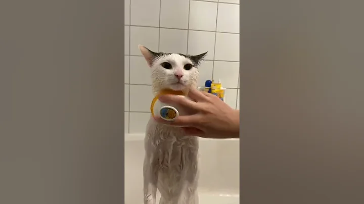 Watch the video about #shorts# funny cats and cute!!!🤣🤣🤣🐈#funny cats,cute cats,funny cats hd,cute dogs and cats#